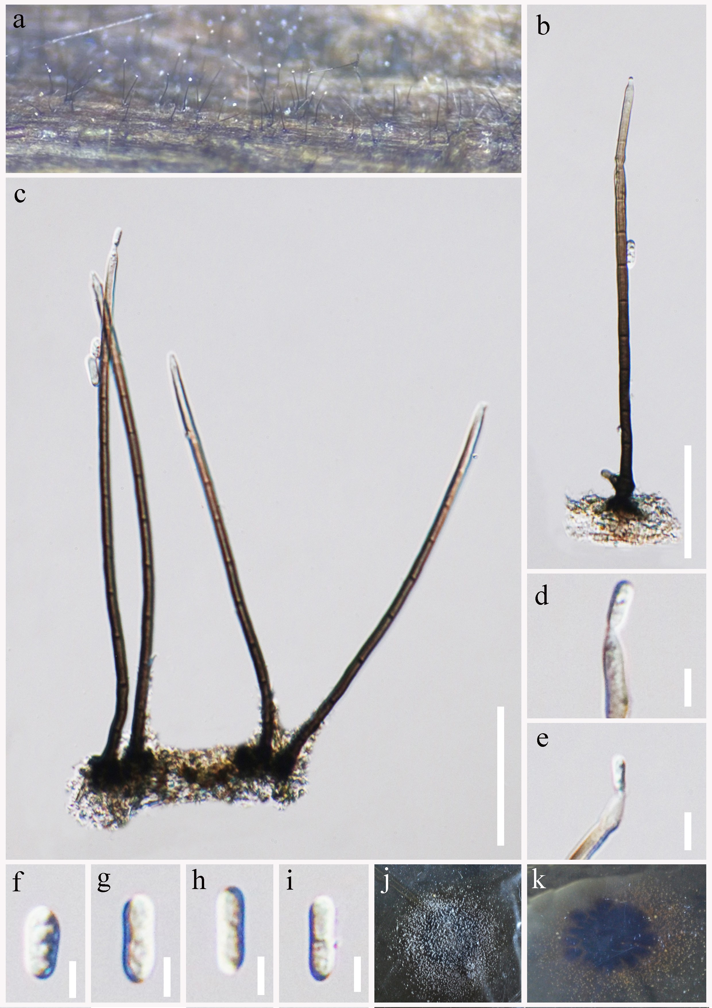 Figure 34